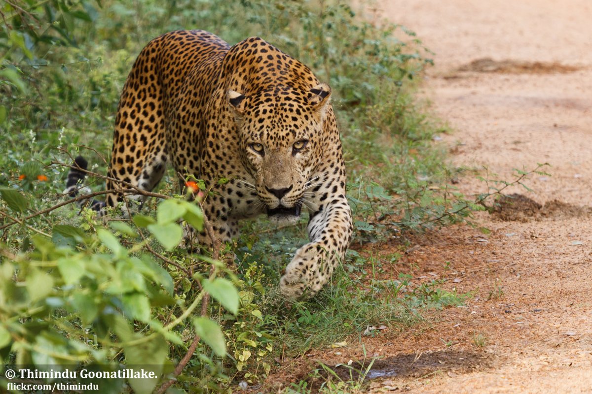 Wildlife Safaris