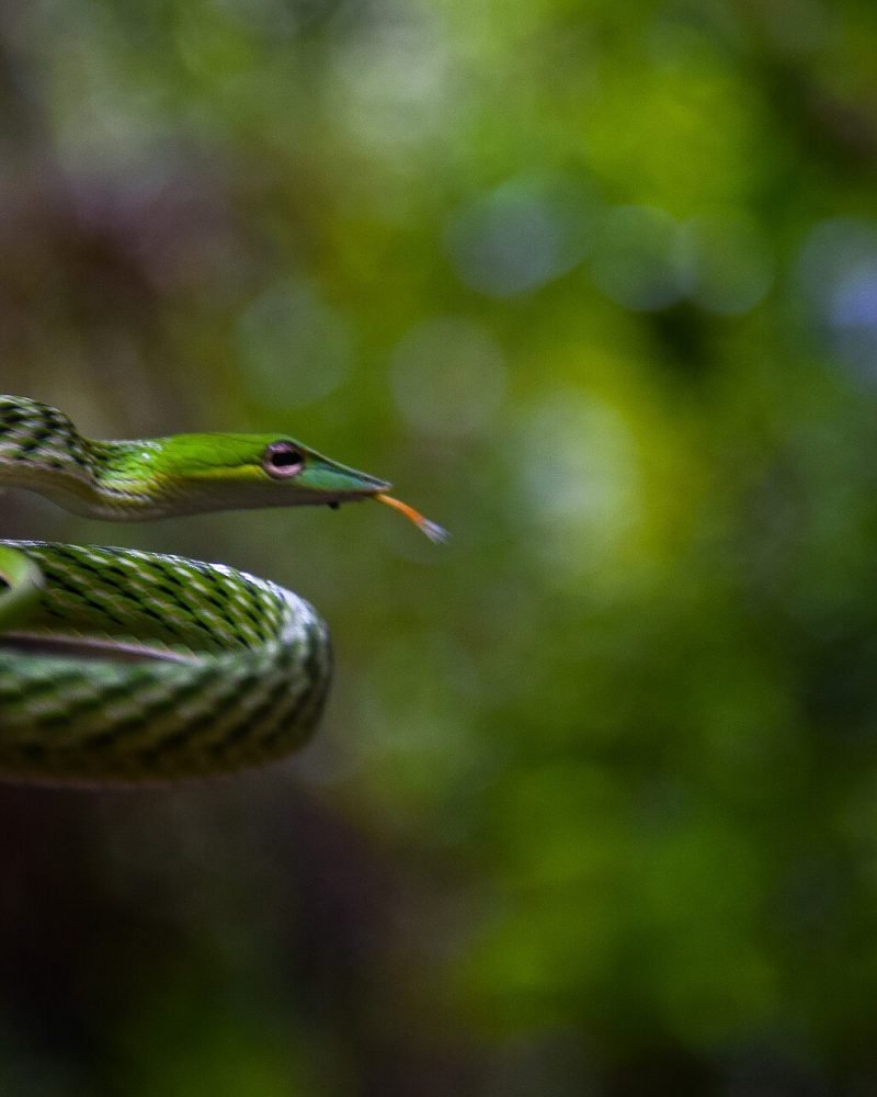 Rainforest