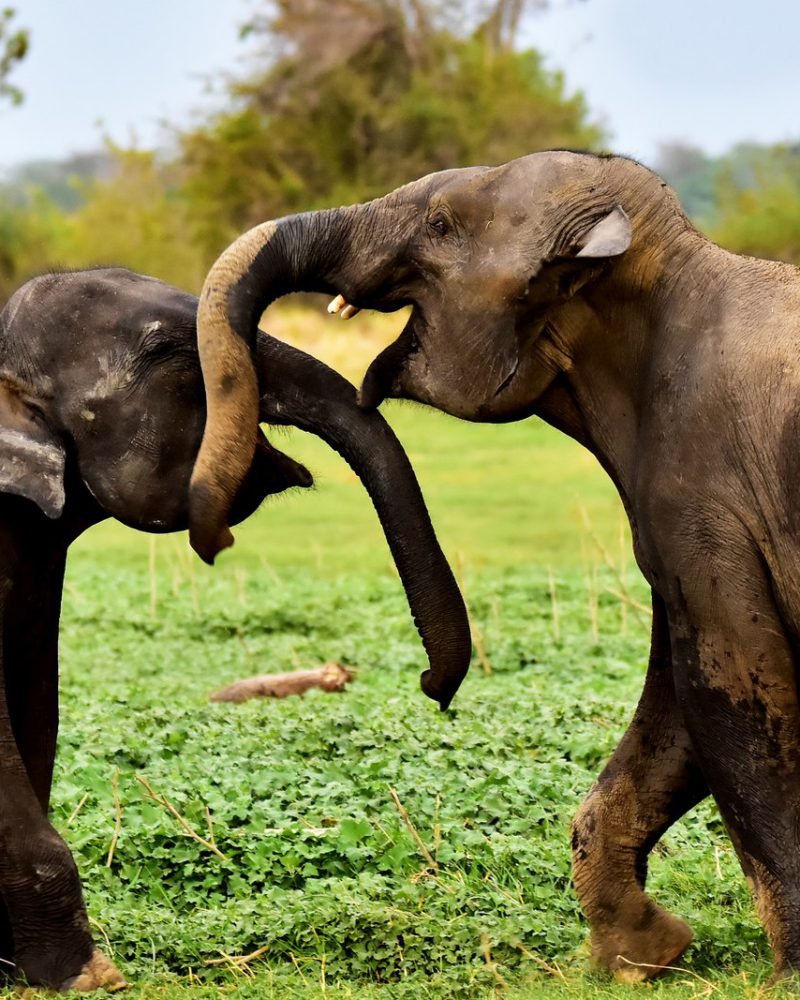 Elephant Experiences