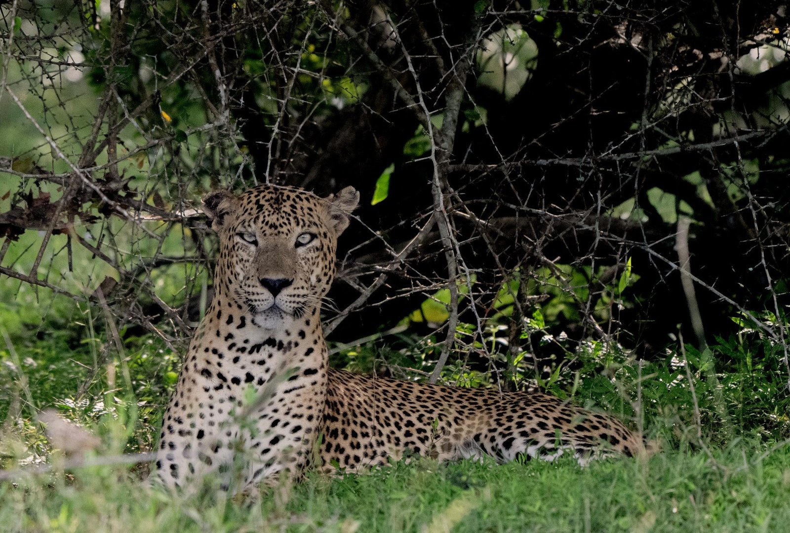 Sri Lanka Wildlife Photography Safari