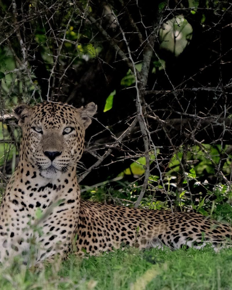 Sri Lanka Wildlife Photography Safari