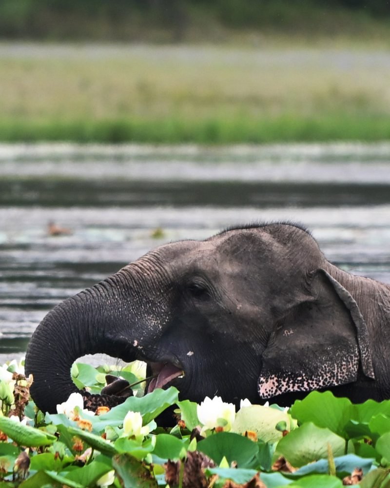 Wilpattu & Udawalawe Explorer