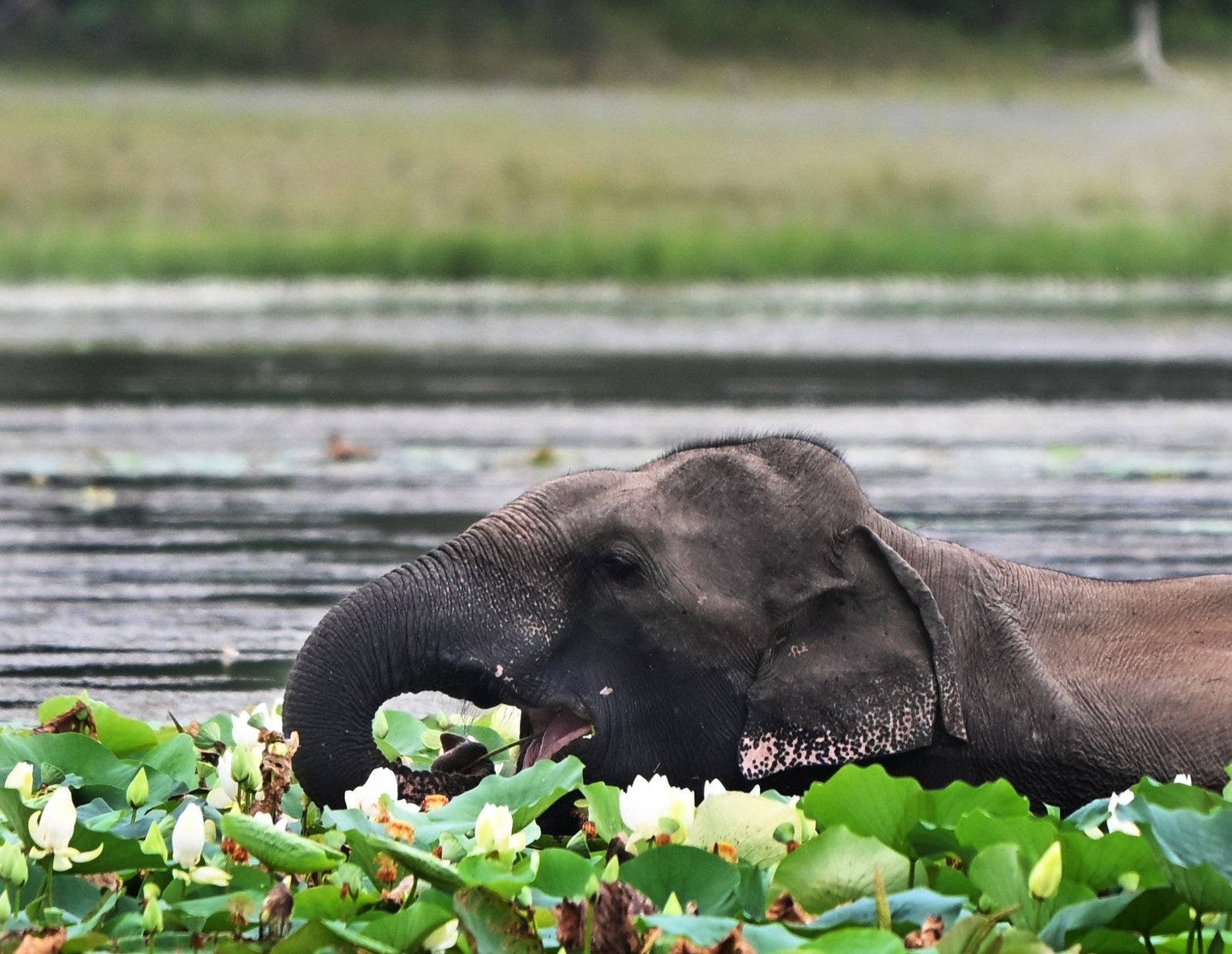 Wilpattu & Udawalawe Explorer