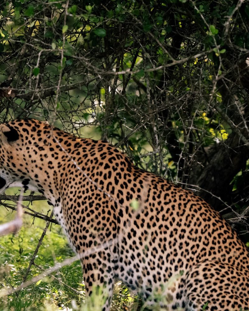 Yala Leopard Safari Extended