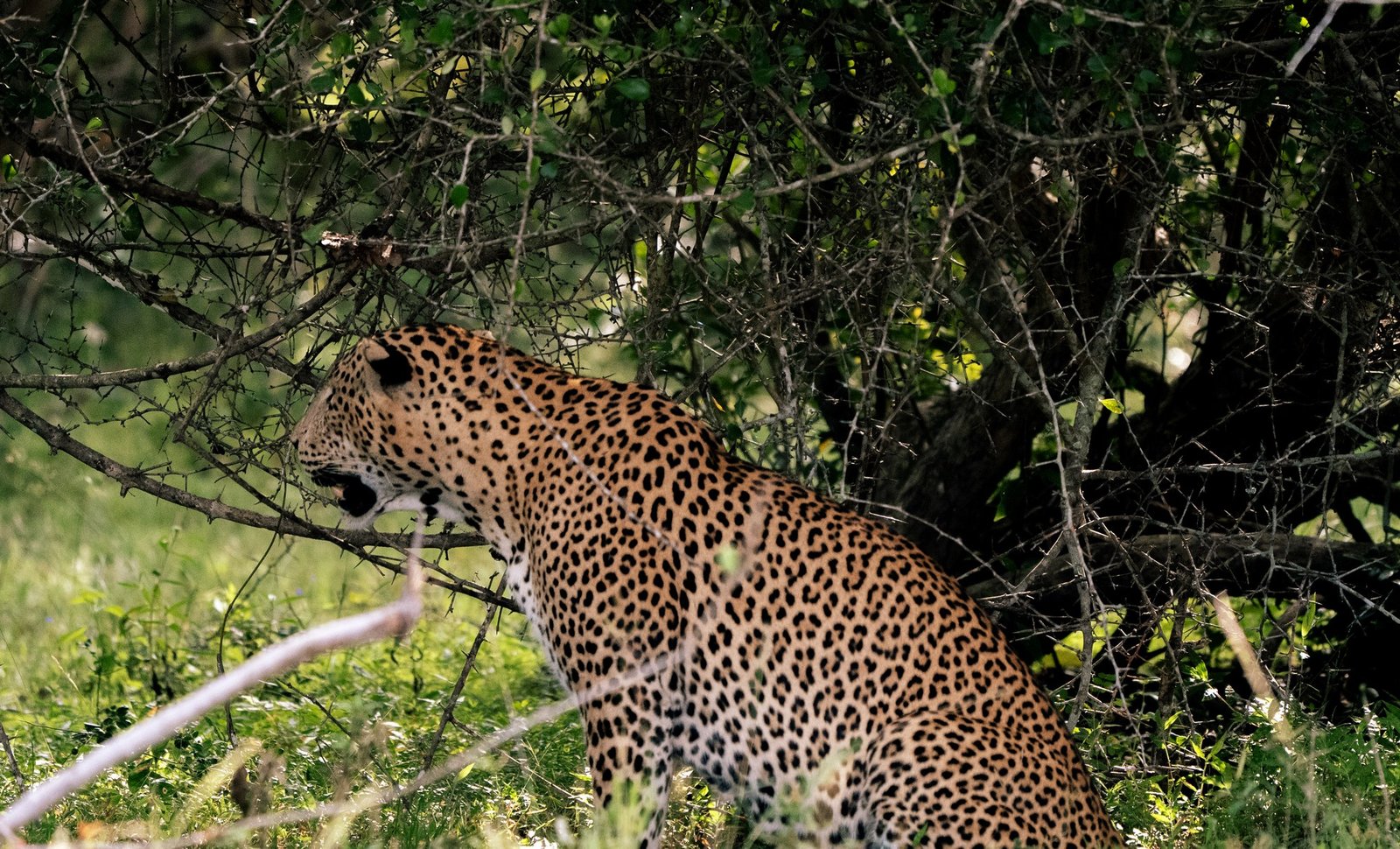 Yala Leopard Safari Extended